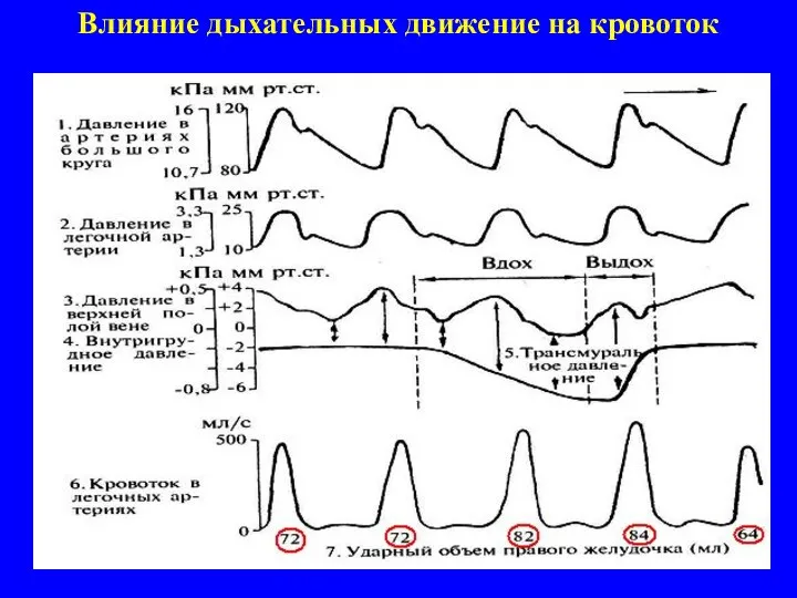 Влияние дыхательных движение на кровоток