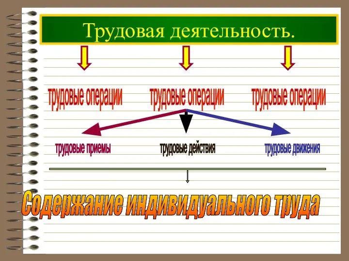 Трудовая деятельность.