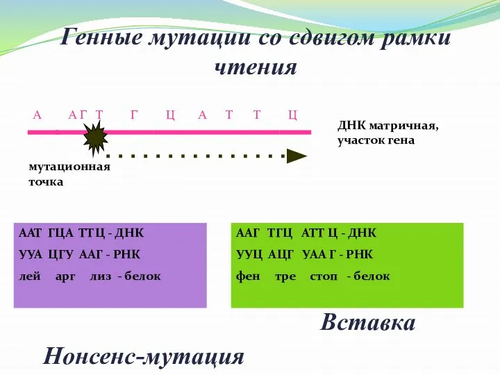 Генные мутации со сдвигом рамки чтения ДНК матричная, участок гена А