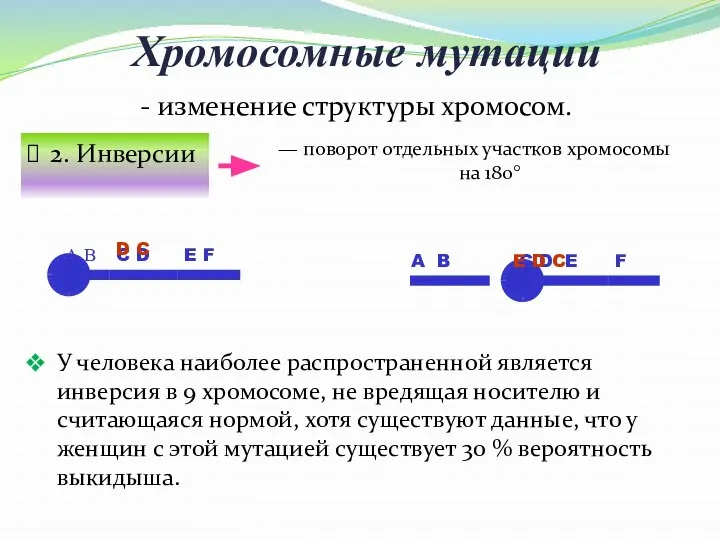 Хромосомные мутации 2. Инверсии - изменение структуры хромосом. — поворот отдельных