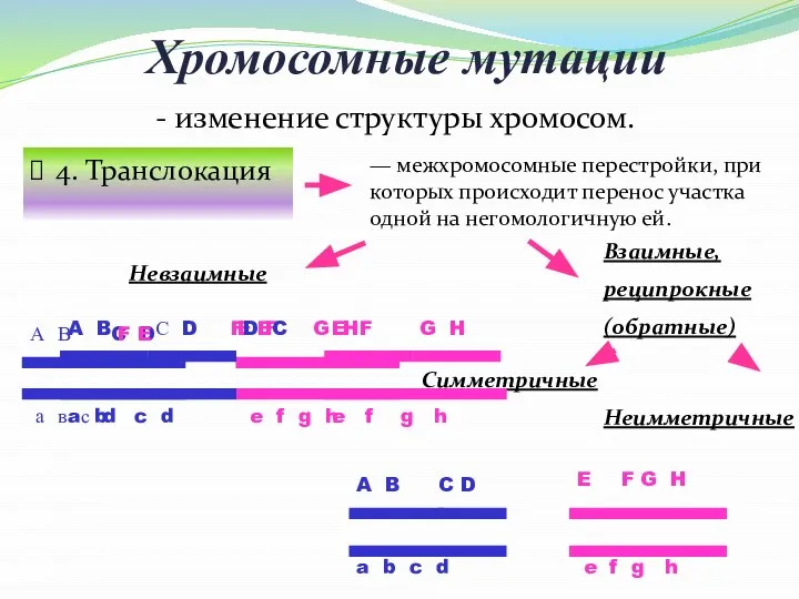 Хромосомные мутации 4. Транслокация - изменение структуры хромосом. — межхромосомные перестройки,