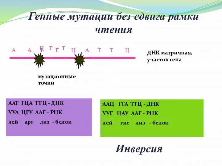 ДНК матричная, участок гена А А Т Г Ц А Т