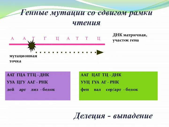 Генные мутации со сдвигом рамки чтения ДНК матричная, участок гена А