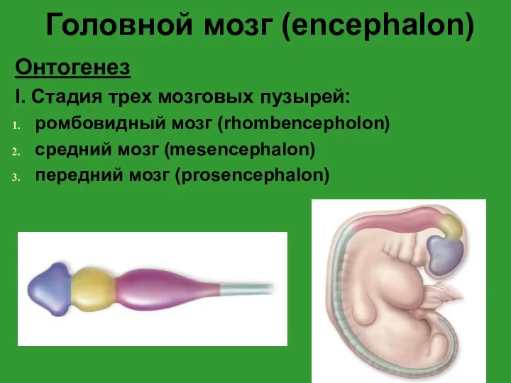 Головной мозг (encephalon) Онтогенез I. Стадия трех мозговых пузырей: ромбовидный мозг