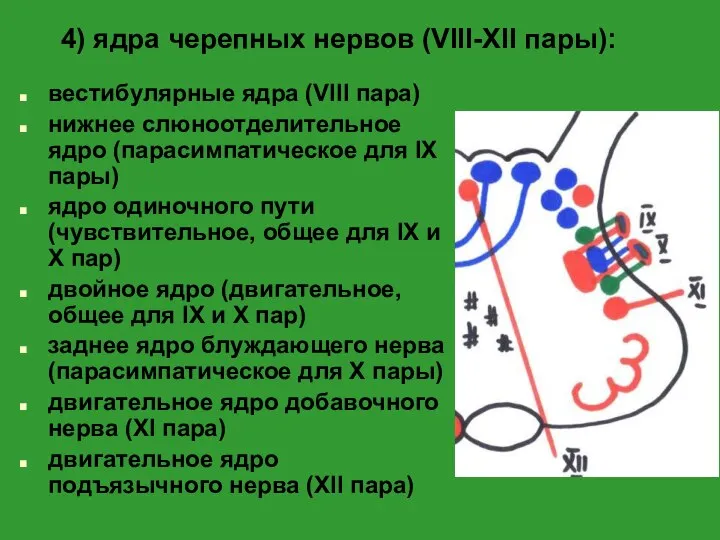 вестибулярные ядра (VIII пара) нижнее слюноотделительное ядро (парасимпатическое для IX пары)