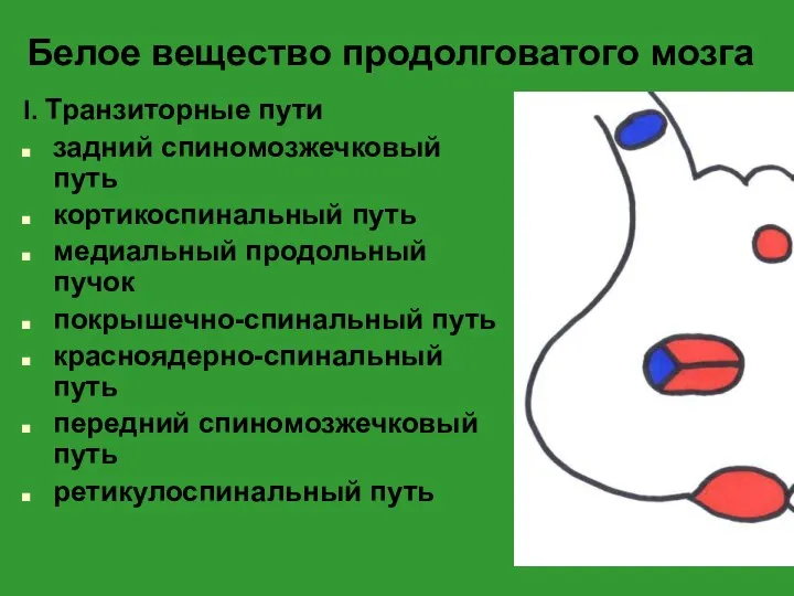 Белое вещество продолговатого мозга I. Транзиторные пути задний спиномозжечковый путь кортикоспинальный