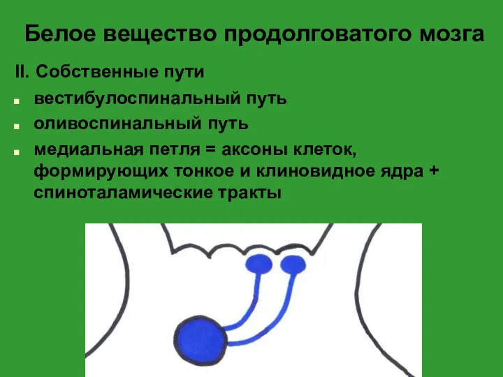 Белое вещество продолговатого мозга II. Собственные пути вестибулоспинальный путь оливоспинальный путь