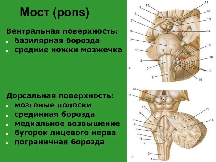 Мост (pons) Вентральная поверхность: базилярная борозда средние ножки мозжечка Дорсальная поверхность: