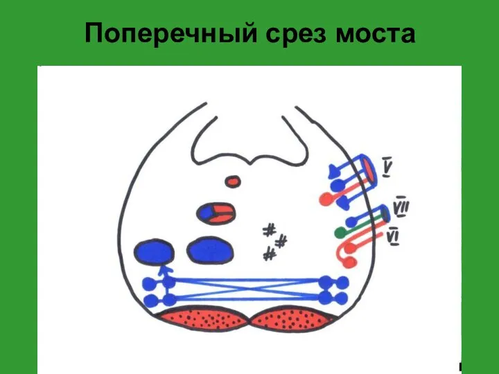 Поперечный срез моста