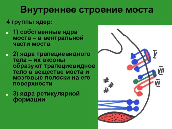 Внутреннее строение моста 4 группы ядер: 1) собственные ядра моста –