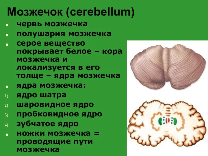 Мозжечок (cerebellum) червь мозжечка полушария мозжечка серое вещество покрывает белое –