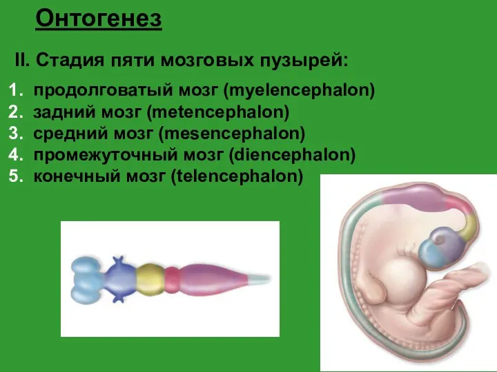 Онтогенез II. Стадия пяти мозговых пузырей: продолговатый мозг (myelencephalon) задний мозг