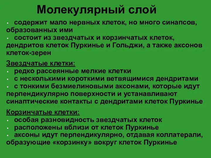 Молекулярный слой содержит мало нервных клеток, но много синапсов, образованных ими