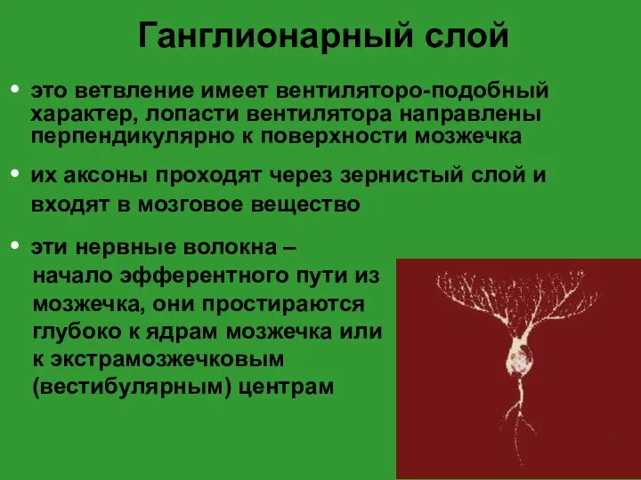 Ганглионарный слой это ветвление имеет вентиляторо-подобный характер, лопасти вентилятора направлены перпендикулярно