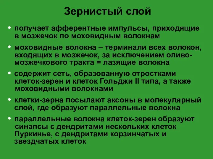 Зернистый слой получает афферентные импульсы, приходящие в мозжечок по моховидным волокнам