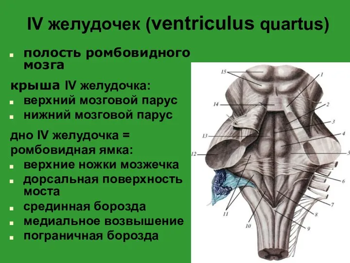 IV желудочек (ventriculus quartus) полость ромбовидного мозга крыша IV желудочка: верхний