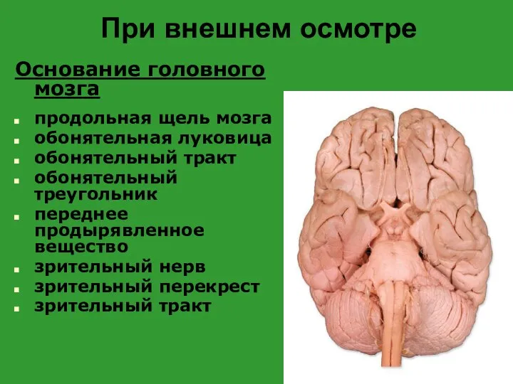 При внешнем осмотре Основание головного мозга продольная щель мозга обонятельная луковица