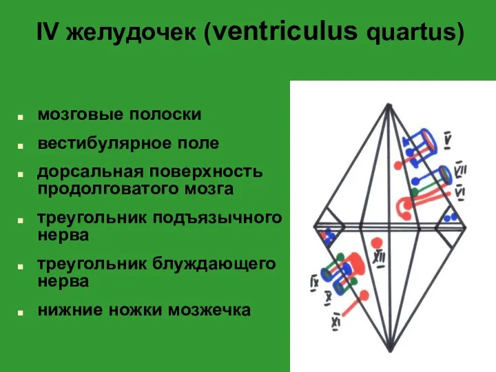 IV желудочек (ventriculus quartus) мозговые полоски вестибулярное поле дорсальная поверхность продолговатого