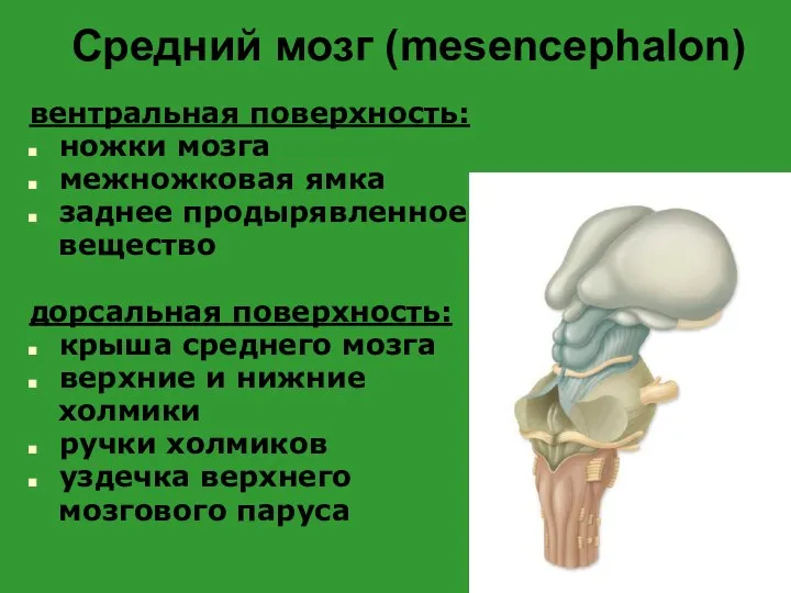 Средний мозг (mesencephalon) вентральная поверхность: ножки мозга межножковая ямка заднее продырявленное