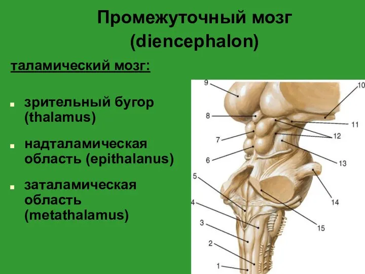 Промежуточный мозг (diencephalon) таламический мозг: зрительный бугор (thalamus) надталамическая область (epithalanus) заталамическая область (metathalamus)