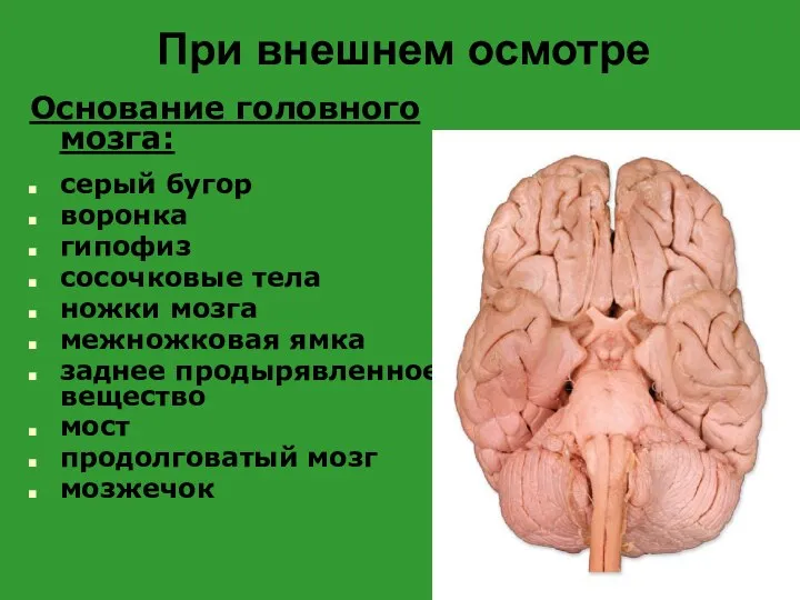 При внешнем осмотре Основание головного мозга: серый бугор воронка гипофиз сосочковые