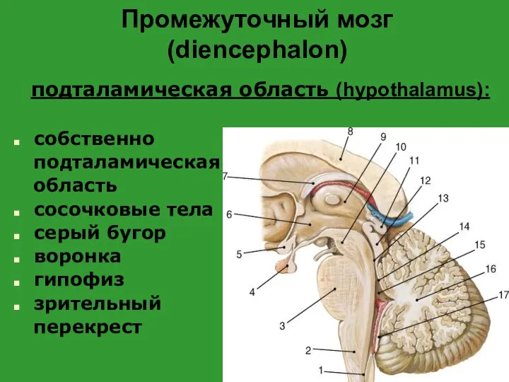 Промежуточный мозг (diencephalon) собственно подталамическая область сосочковые тела серый бугор воронка