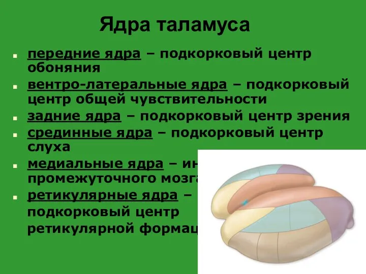 Ядра таламуса передние ядра – подкорковый центр обоняния вентро-латеральные ядра –