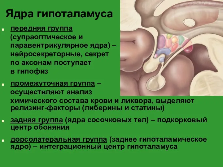 Ядра гипоталамуса передняя группа (супраоптическое и паравентрикулярное ядра) – нейросекреторные, секрет