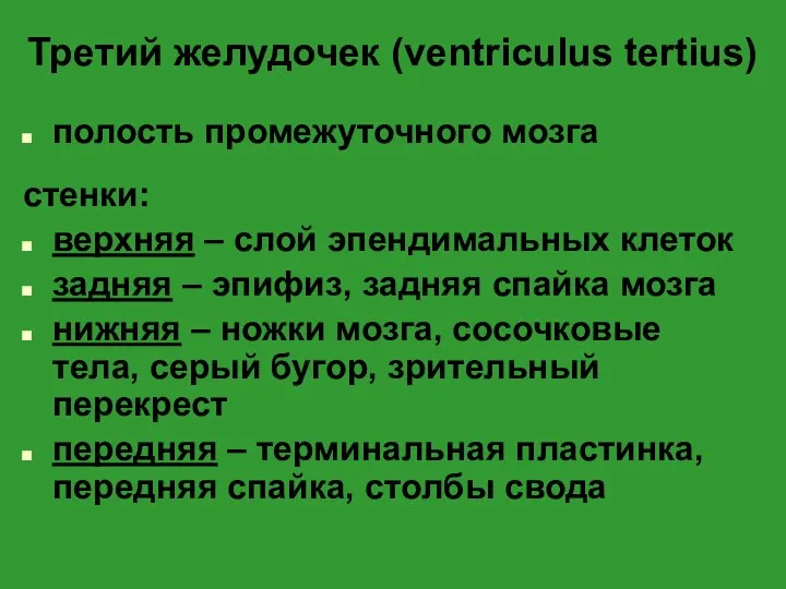 Третий желудочек (ventriculus tertius) полость промежуточного мозга стенки: верхняя – слой