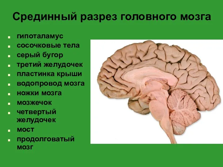 Срединный разрез головного мозга гипоталамус сосочковые тела серый бугор третий желудочек