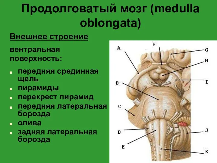Продолговатый мозг (medulla oblongata) Внешнее строение вентральная поверхность: передняя срединная щель
