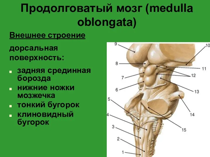 Продолговатый мозг (medulla oblongata) Внешнее строение дорсальная поверхность: задняя срединная борозда