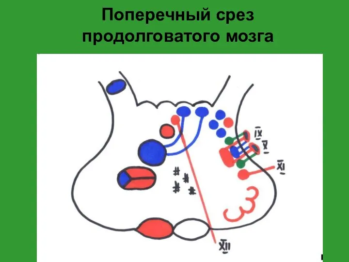 Поперечный срез продолговатого мозга