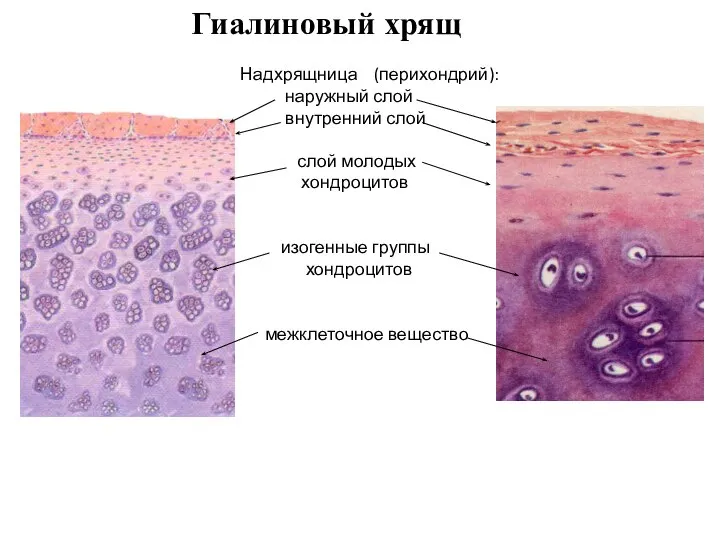 Надхрящница (перихондрий): наружный слой внутренний слой слой молодых хондроцитов изогенные группы