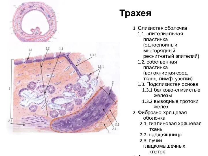 Трахея 1. Слизистая оболочка: 1.1. эпителиальная пластинка (однослойный многорядный реснитчатый эпителий)
