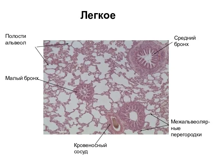 Легкое Средний бронх Полости альвеол Малый бронх Кровеносный сосуд Межальвеоляр-ные перегородки
