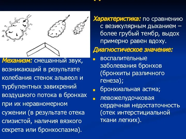 Жесткое дыхание Механизм: смешанный звук, возникающий в результате колебания стенок альвеол