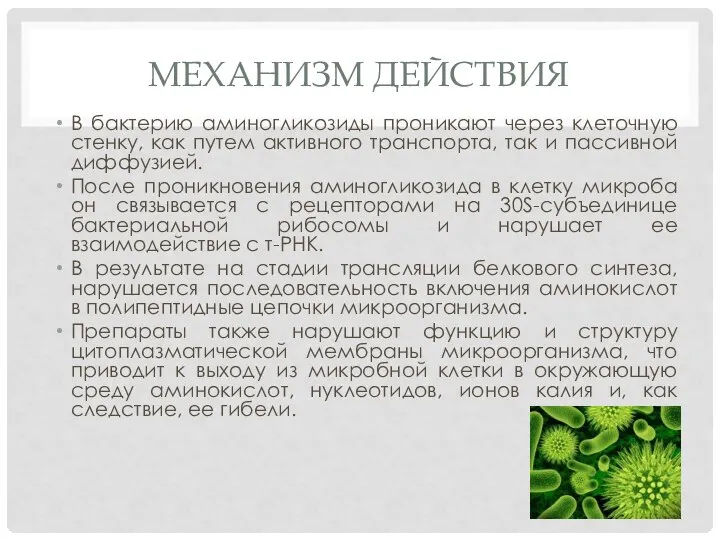 Механизм действия В бактерию аминогликозиды проникают через клеточную стенку, как путем