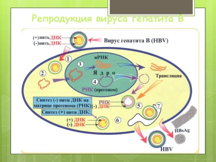 Репродукция вируса гепатита В