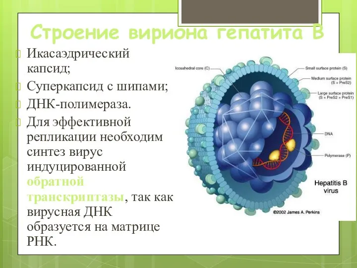 Строение вириона гепатита В Икасаэдрический капсид; Суперкапсид с шипами; ДНК-полимераза. Для