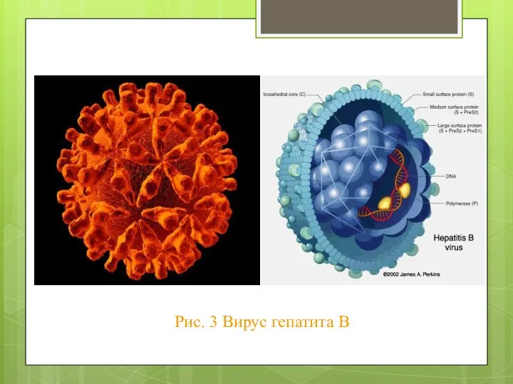 Рис. 3 Вирус гепатита В