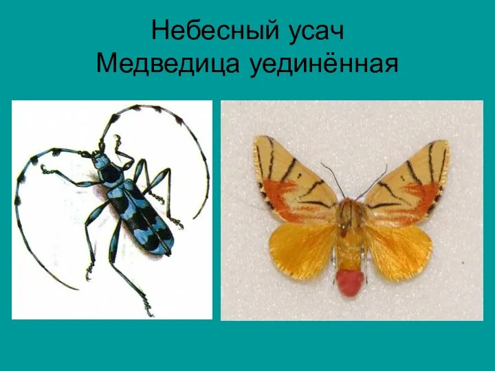 Небесный усач Медведица уединённая