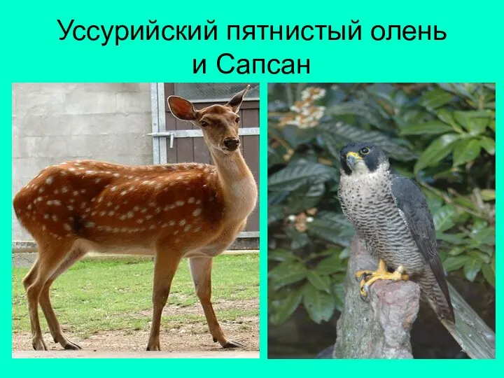 Уссурийский пятнистый олень и Сапсан