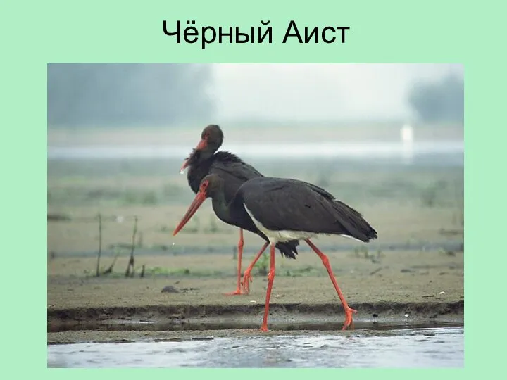 Чёрный Аист