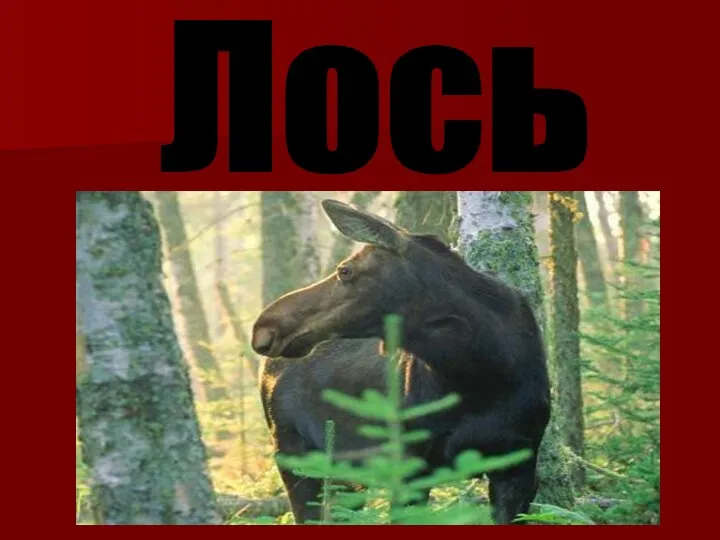 Лось