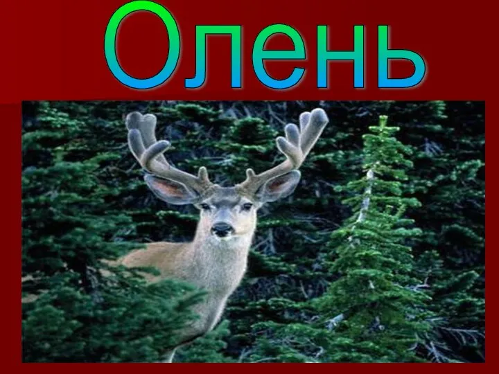 Олень