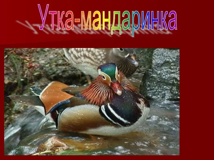 Утка-мандаринка