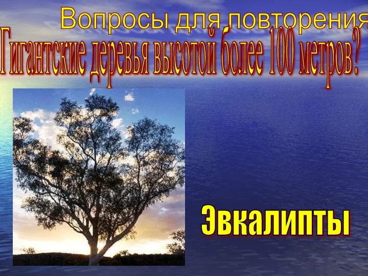 Вопросы для повторения Гигантские деревья высотой более 100 метров? Эвкалипты