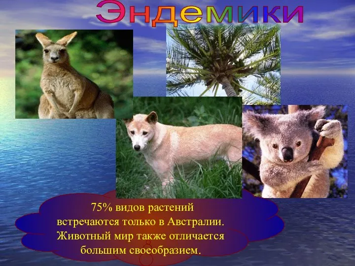 Эндемики 75% видов растений встречаются только в Австралии. Животный мир также отличается большим своеобразием.