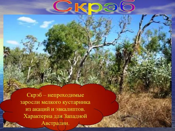 Скрэб Скрэб – непроходимые заросли мелкого кустарника из акаций и эвкалиптов. Характерна для Западной Австралии.